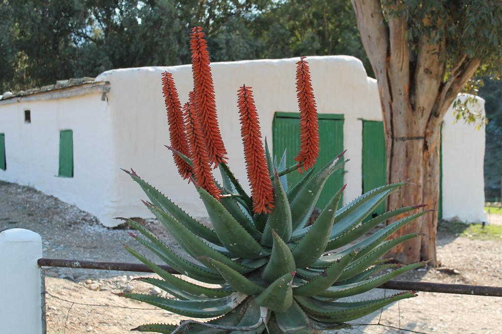 Matjiesvlei Guestfarm Calitzdorp Exterior foto